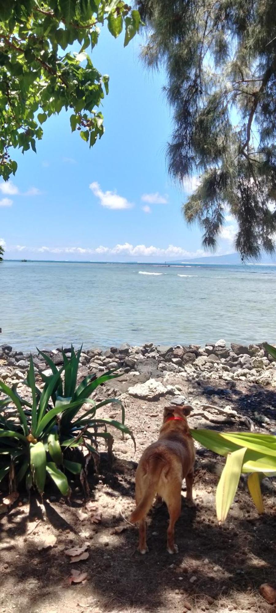 Bungalow Vue Lagon 180 Degre, La Maison Bleue Moorea Exteriör bild